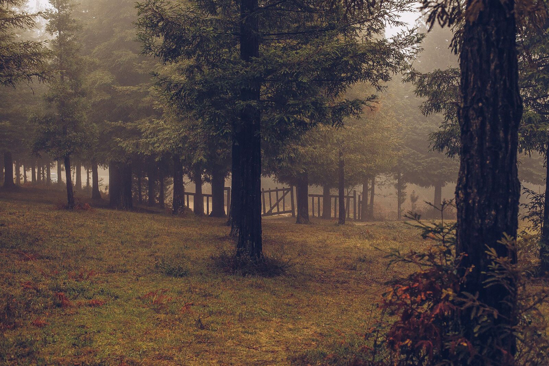 Bosque de secuoias