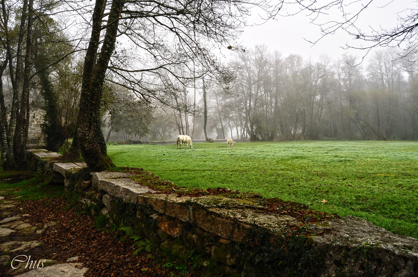 Bosque da Fervenza