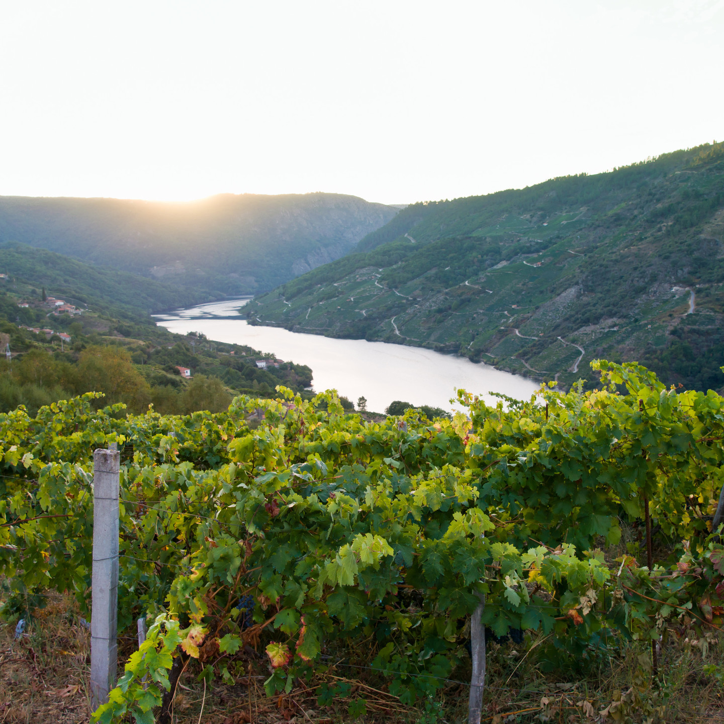 Ribeira Sacra